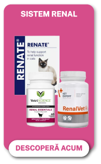 sistem renal
